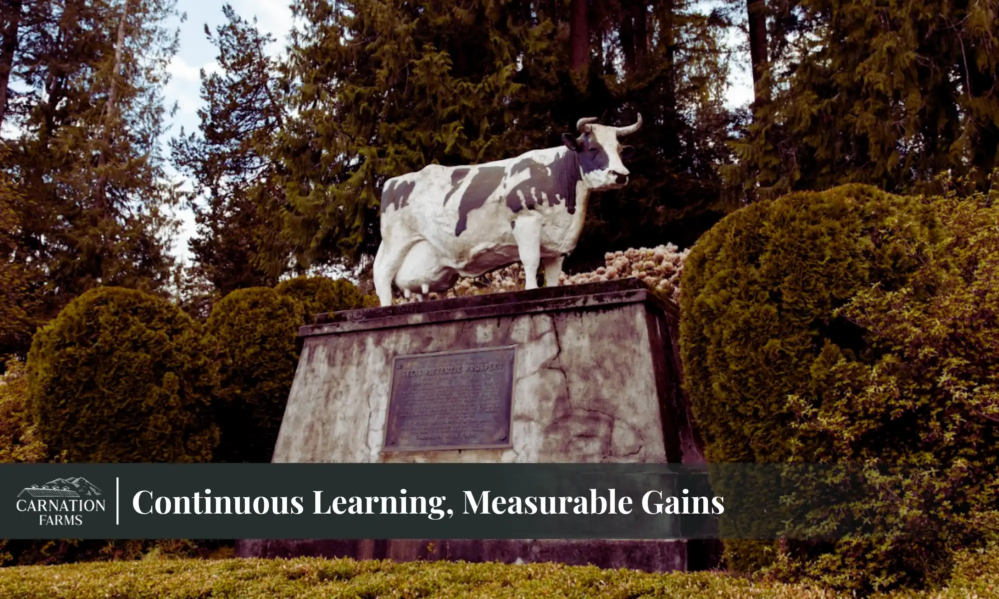 Carnation Farms cow statue surrounded by trees and greenery