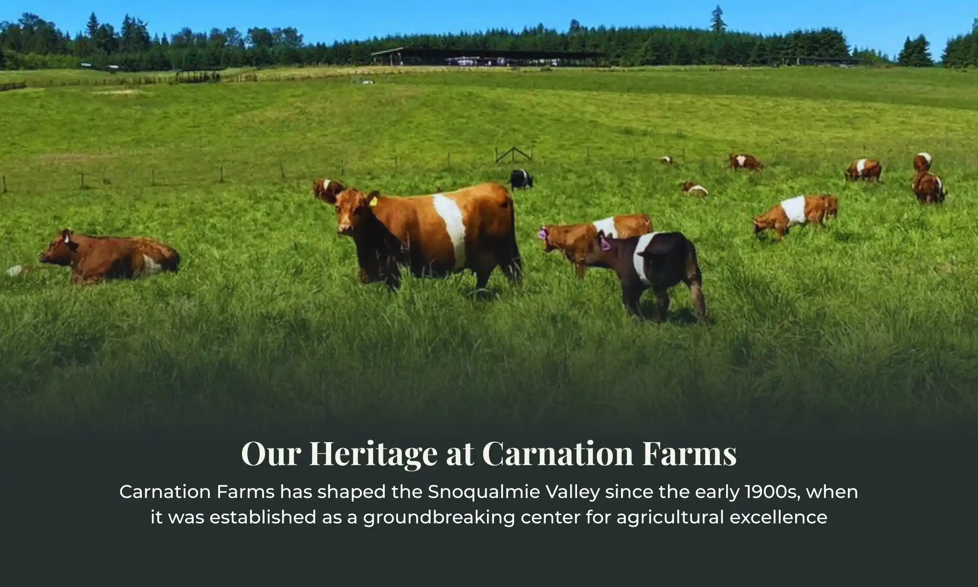 Cattle grazing on green pasture at Carnation Farms