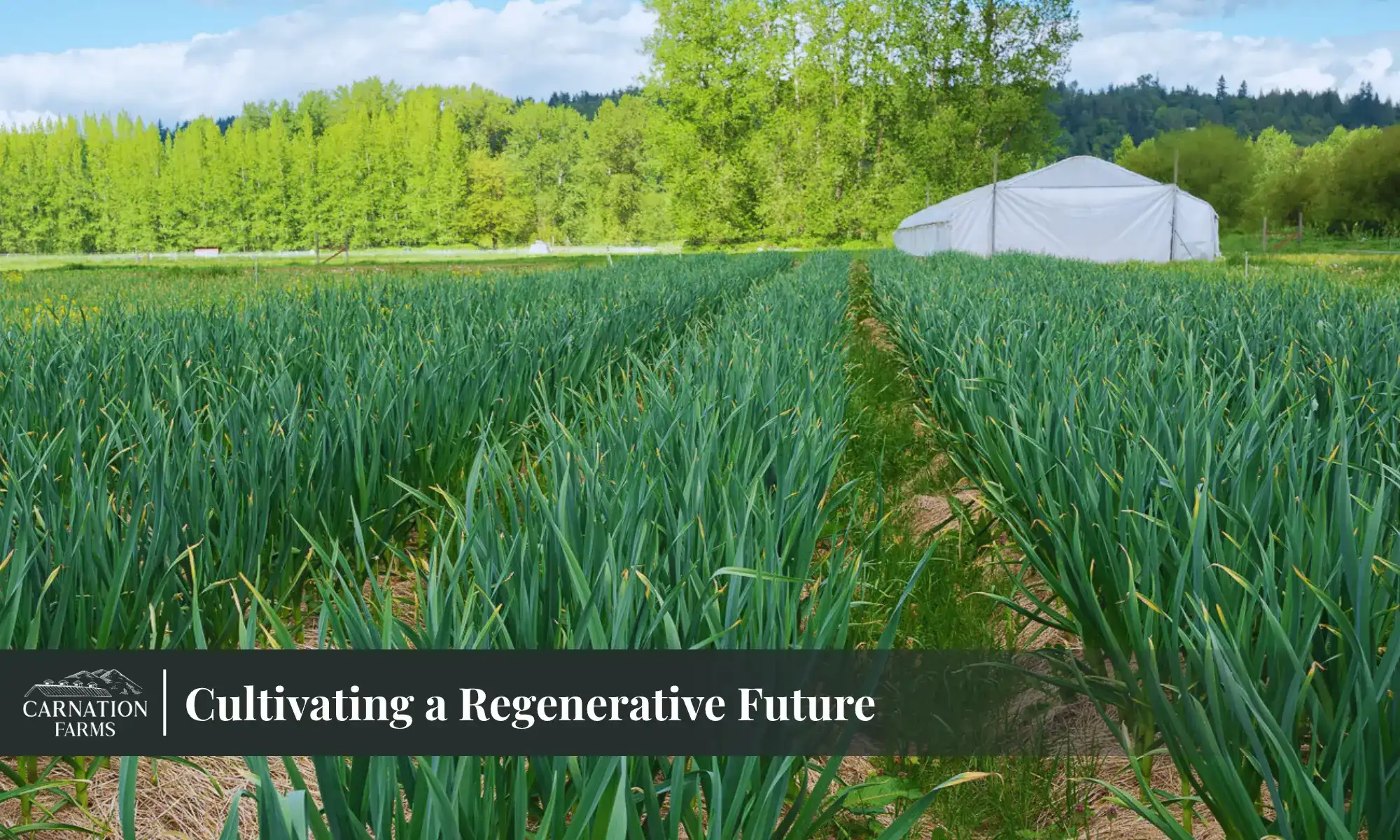 Green farm rows at Carnation Farms promoting regenerative agriculture practices