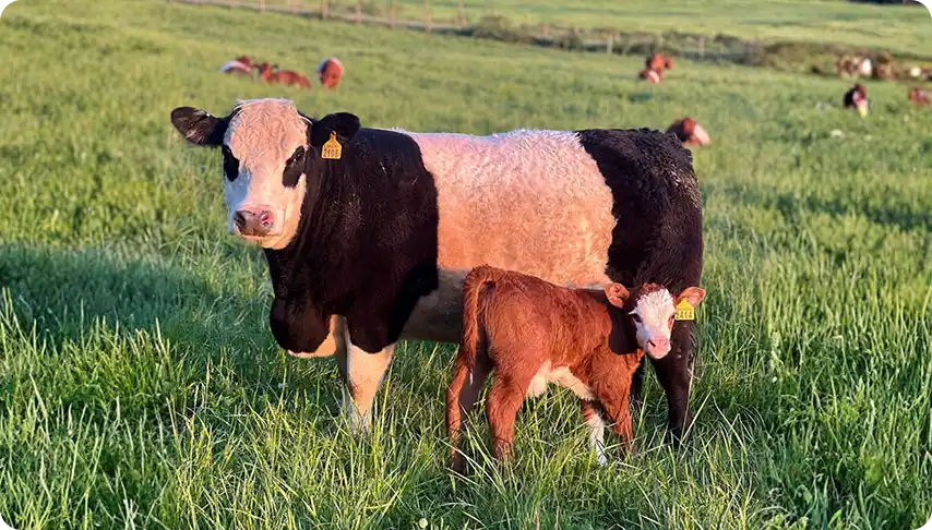 grass-fed-cow-and-calf grass-fed-cow-and-calf