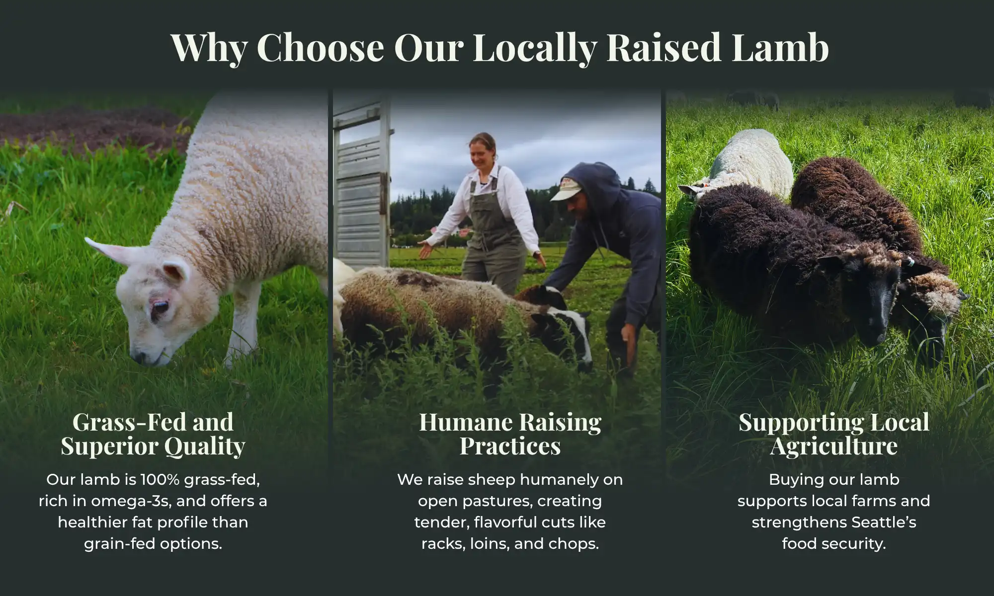Farmers caring for grass-fed sheep at Carnation Farms in Snoqualmie Valley