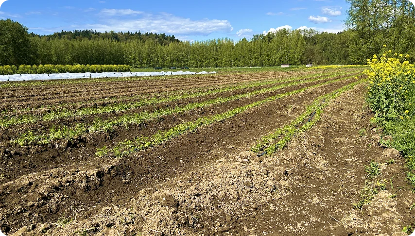 Organic Crop Organic Crop