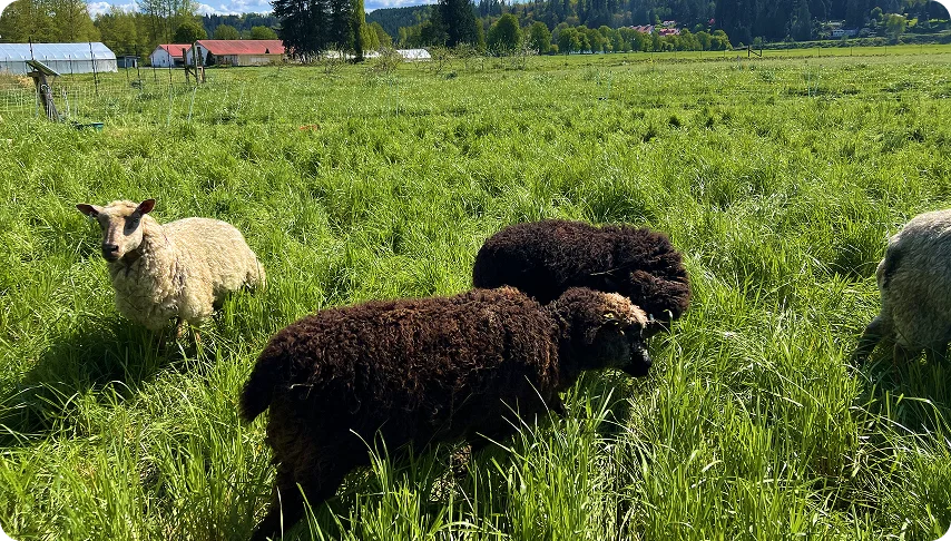 Pasture-Raised Pasture-Raised