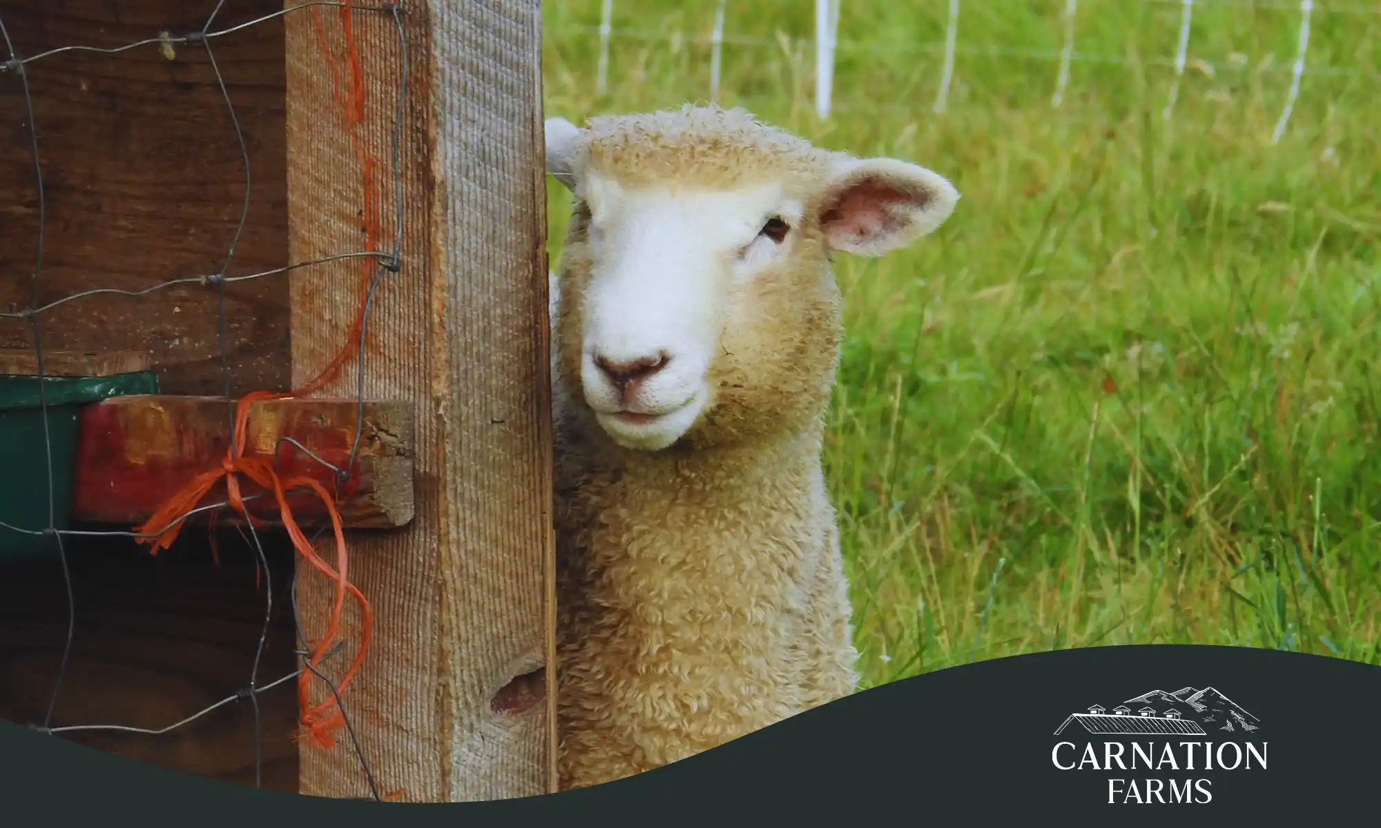 Pasture-raised sheep at Carnation Farms near Seattle