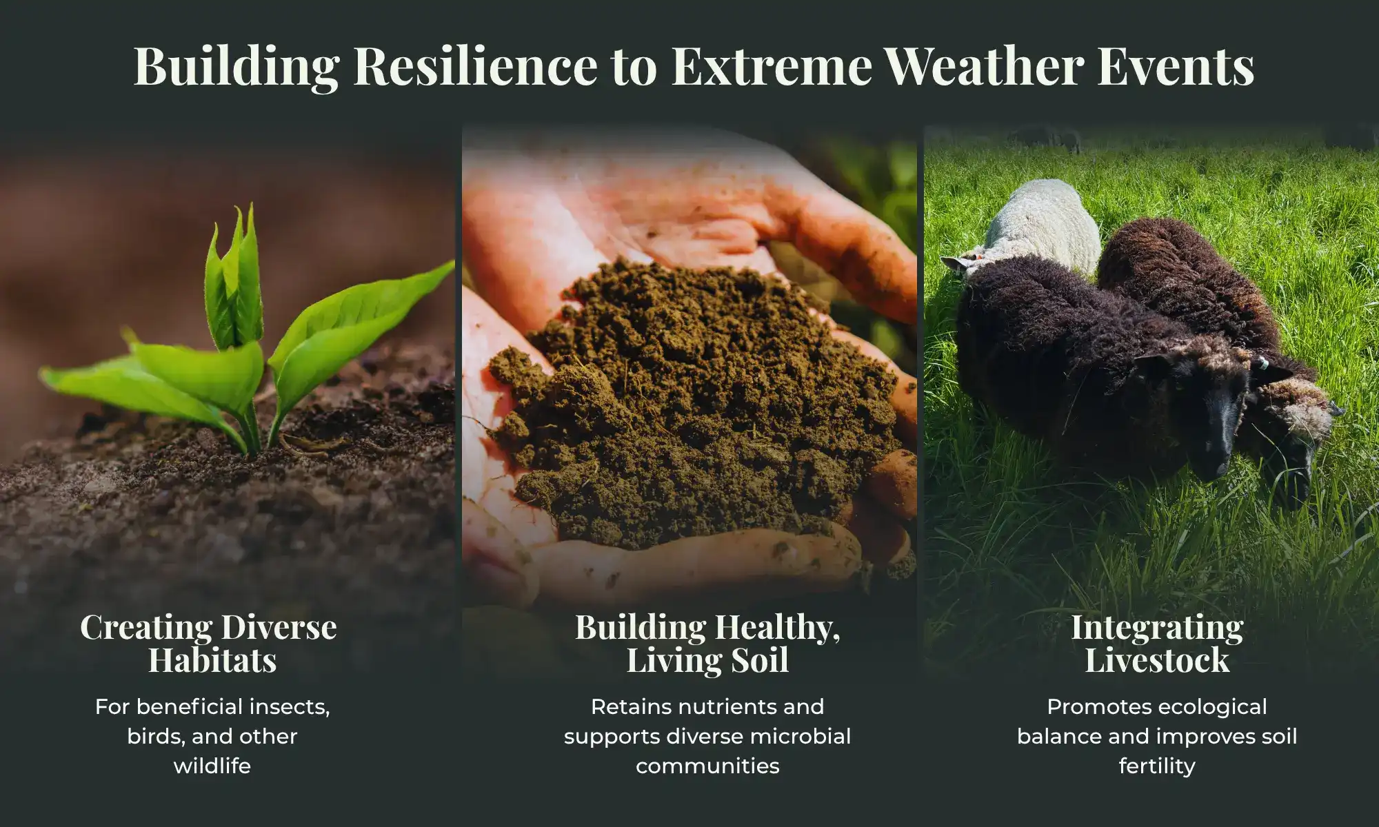 Hands holding soil and livestock grazing showing regenerative farming benefits