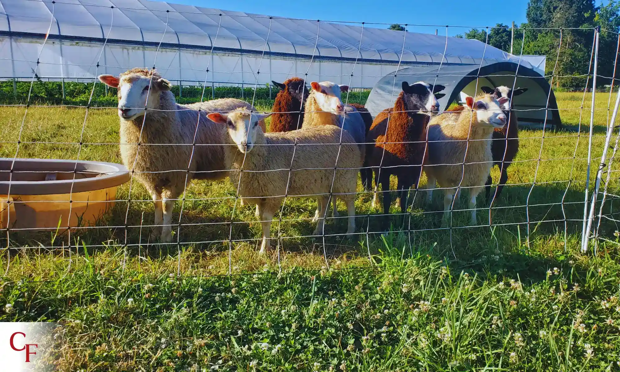 Pasture-raised sheep grazing near greenhouse at Carnation Farms