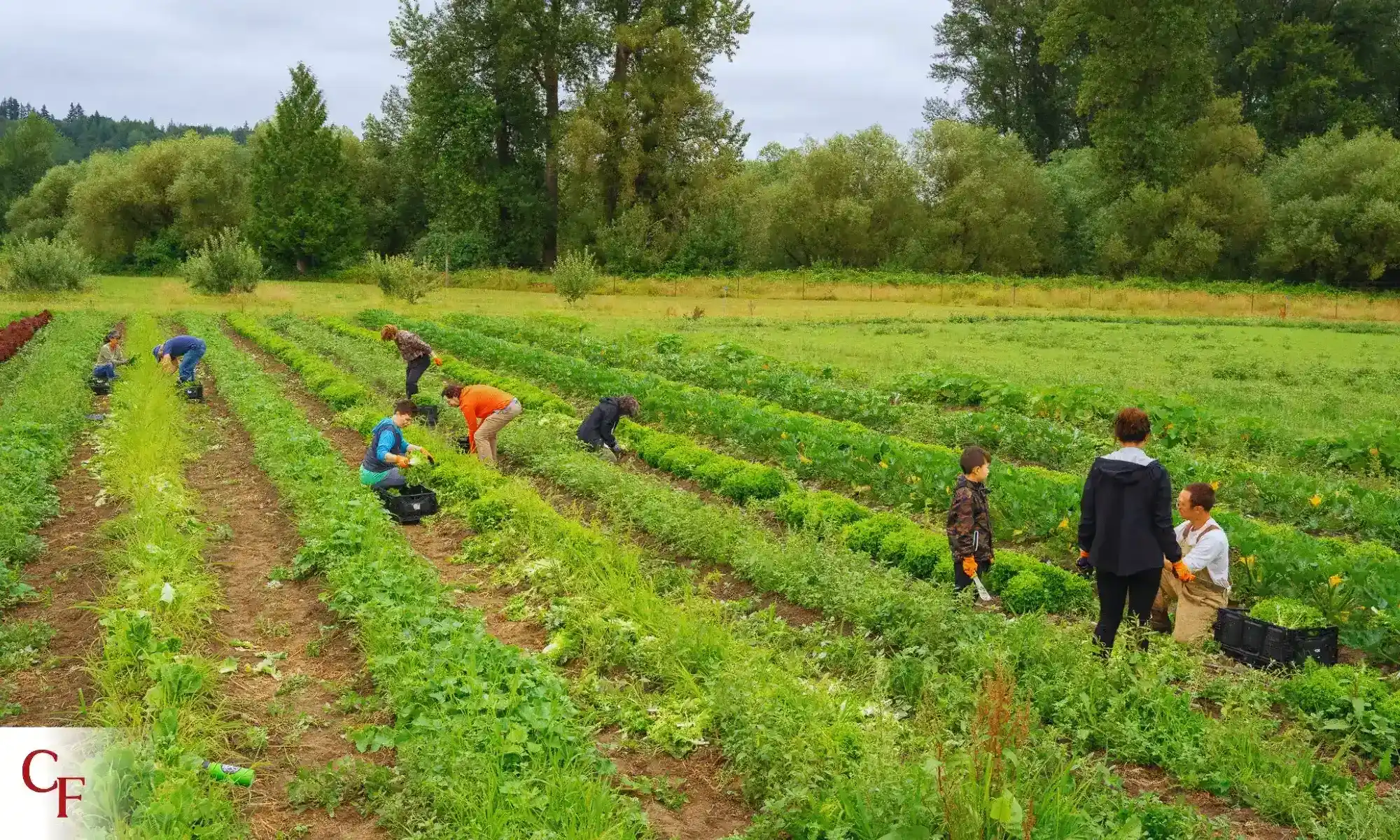 People harvesting crops on a green field using regenerative farming methods