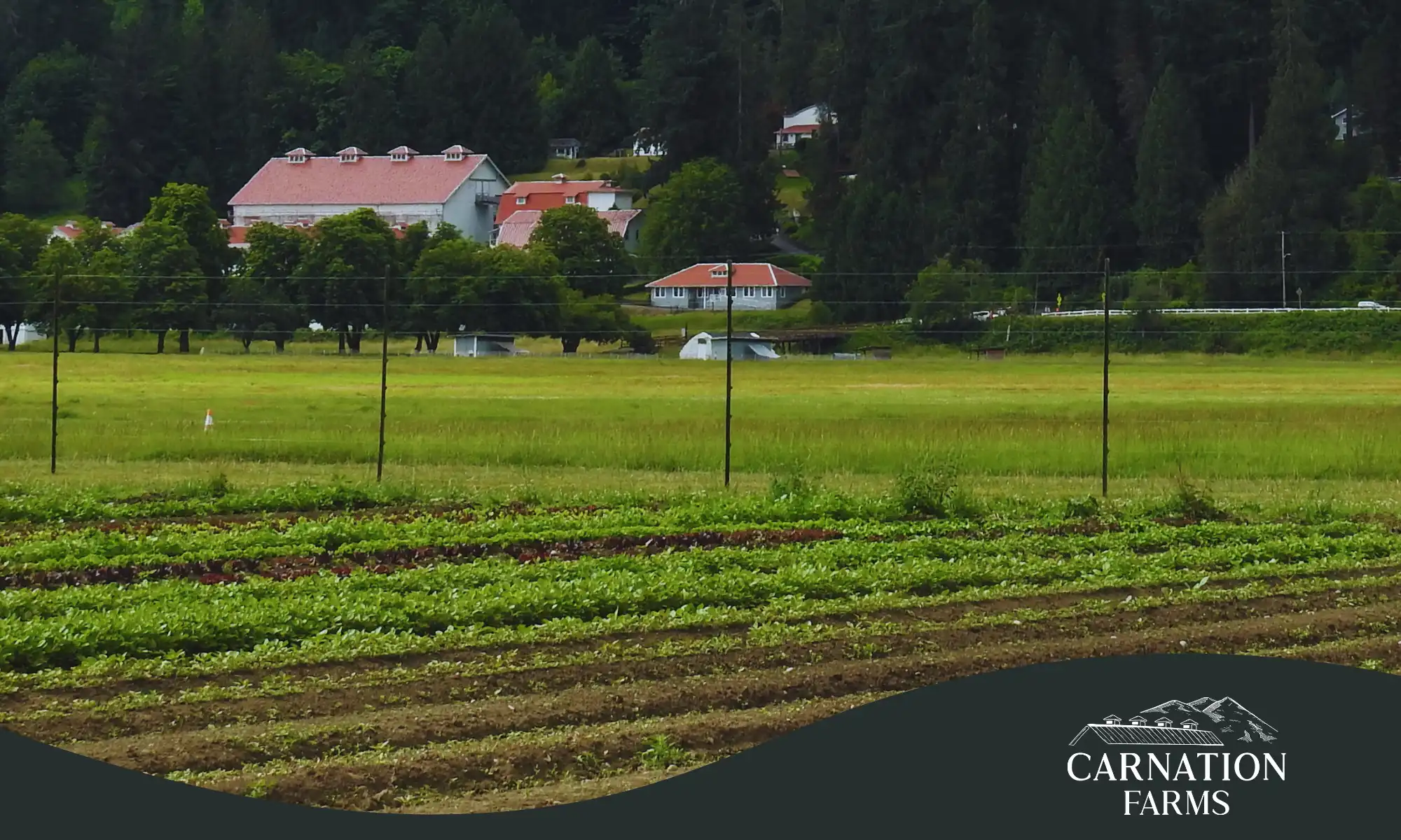 Regenerative farm fields with Carnation Farms buildings in the background
