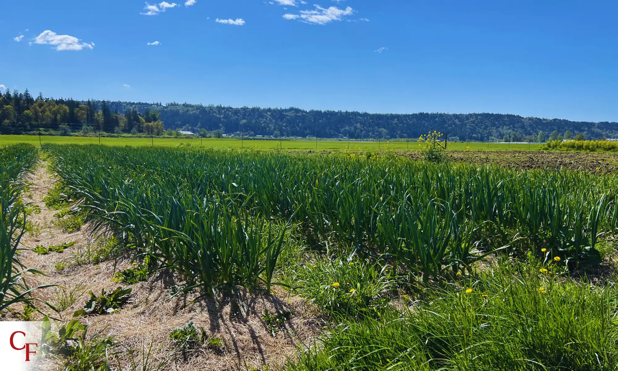 Regenerative crop rows and open fields under clear blue sky at Carnation Farms