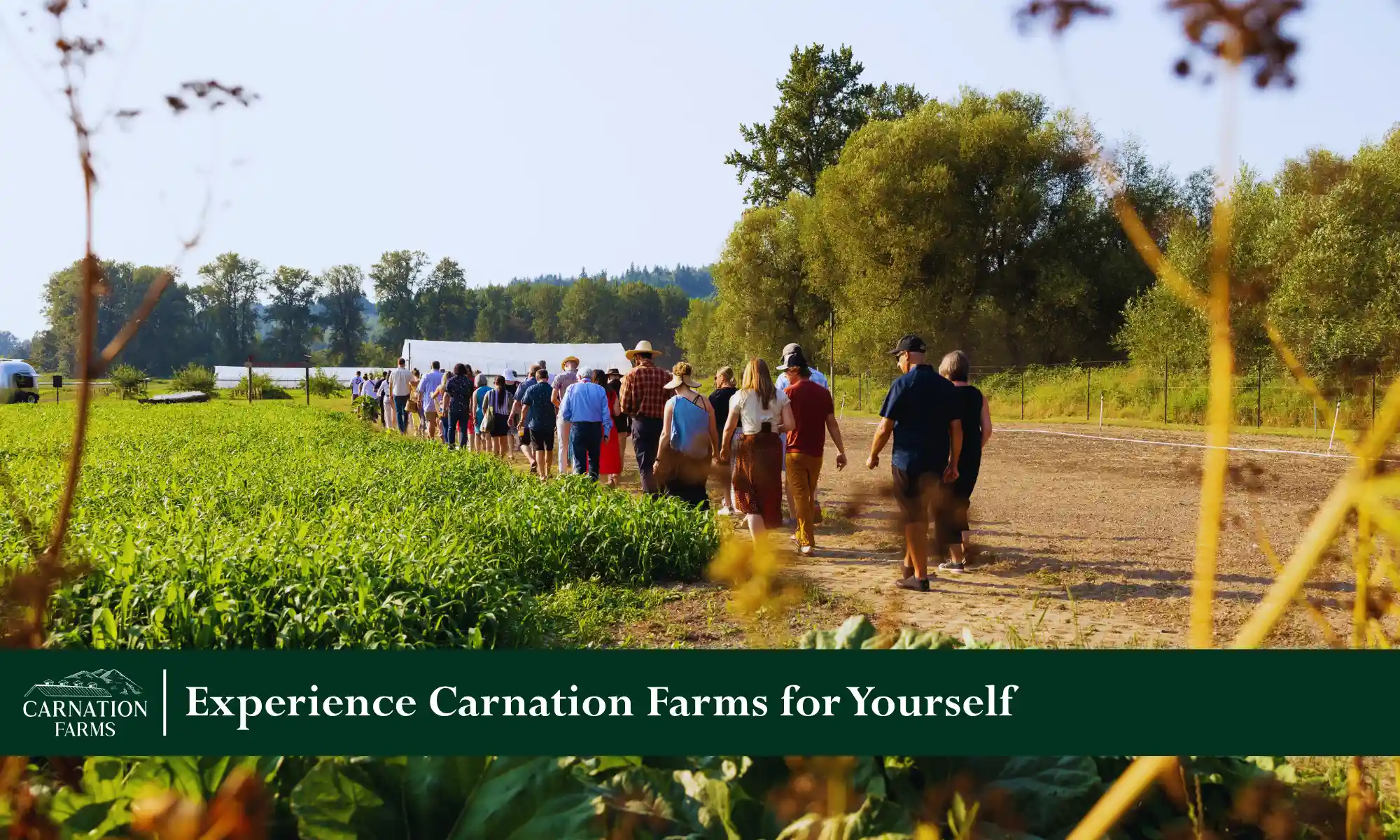 Visitors walking through fields at Carnation Farms.