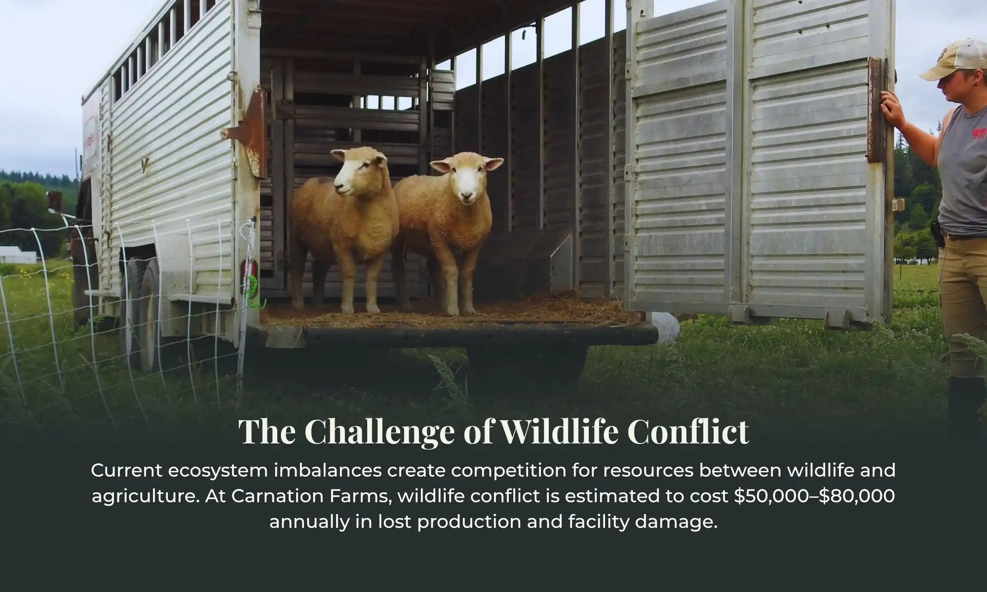 Sheep standing in a livestock trailer during farm wildlife management